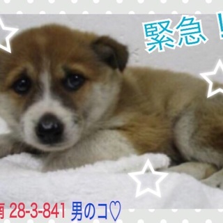 子犬ちゃんが2ひき！！