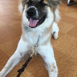 セブンデイズ譲渡相談会