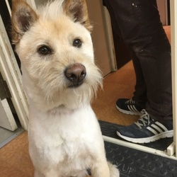 セブンデイズ譲渡相談会