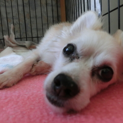 セブンデイズ譲渡相談会