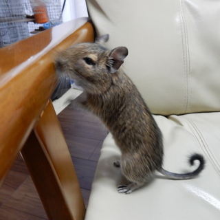 デグー可愛がって頂ける方