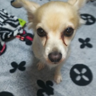 チワックスを保護しました