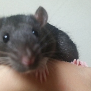 ラット男の子（二匹とも）