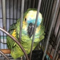 募集を終了させて頂きます。アオボウシインコ