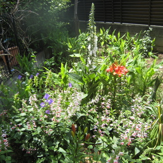 ワンちゃん　決まりました。