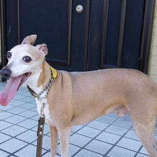 イタリアングレーハウンドの男の子です