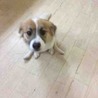 明るくて素直な洋犬ミックスの女の子 サムネイル3