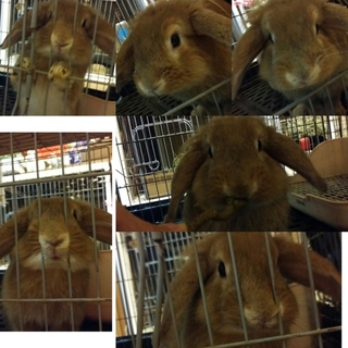 保護うさぎ/43番 