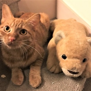 瞳もブラウン☆甘えん坊の茶トラへんてこ？