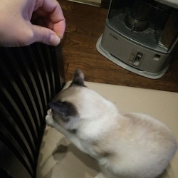 「鶏レバークッキー☆」サムネイル2