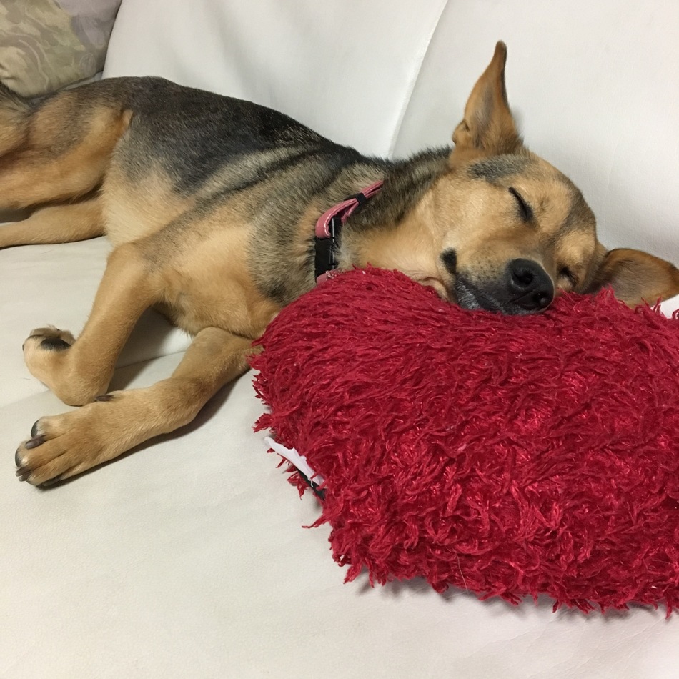 さくらのカバー写真