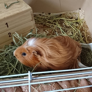 モルモットの里親様急募