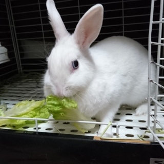 うさぎの「くう」です。