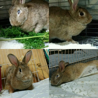 保護うさぎ/96番 関東関西輸送あります