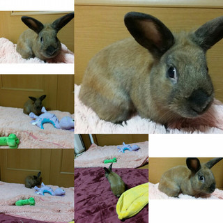 保護うさぎ/90番 関東関西輸送あります！