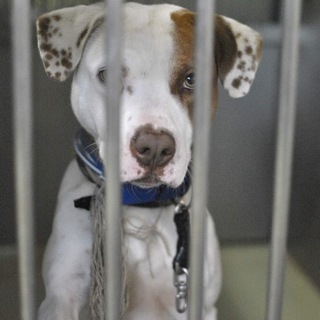 元気をくれるパートナーになりますよ！