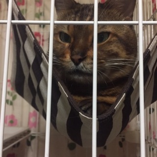 まん丸ベンガル