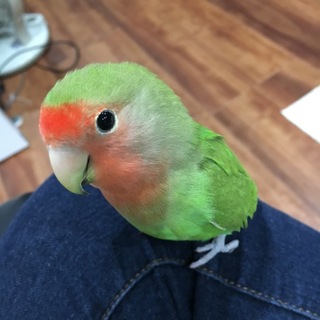7ヶ月コザクラインコちゃん