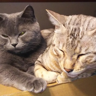 １歳♂ベンガル・ブリティッシュショートヘアー純血