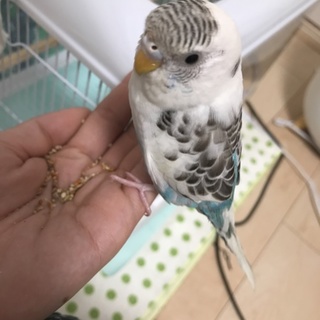 一旦新規問い合わせ中止★セキセイインコの里親さん