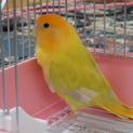 小桜インコ女の子里親様募集　足に障害あり