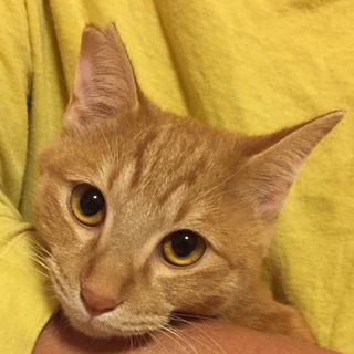 超甘えん坊のイナリ…8ヶ月です。