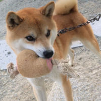 チャロ
