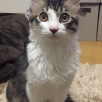 文太