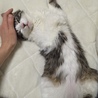 へそてん