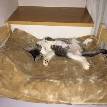 小っちゃな頃からへそてん