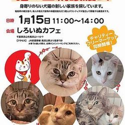 猫の里親譲渡会　主催：かつらお動物見守り隊＆LYSTA