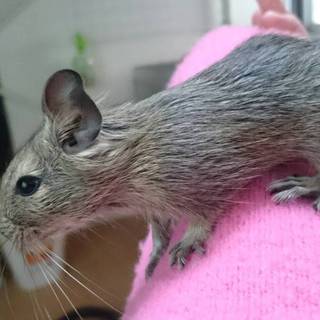生後１ヶ月のかわいいデグー