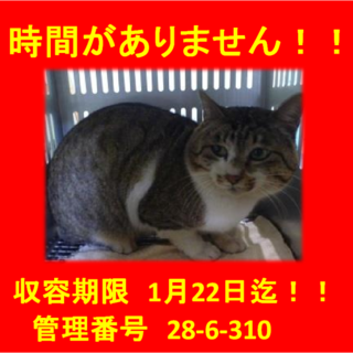 期限1月22日迄！丸顔の可愛い猫ちゃんです♪