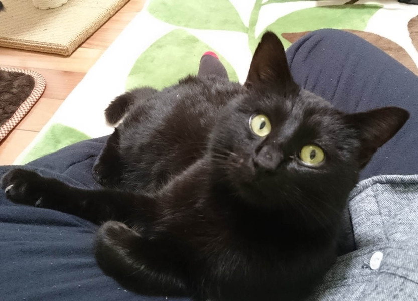人懐っこい黒猫のオス 推 佐賀県 猫の里親募集 ペットのおうち 月間利用者150万人