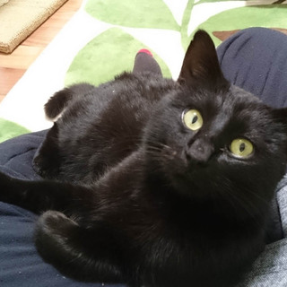 人懐っこい黒猫のオス 推定6～7ヶ月