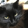 人懐っこい 黒猫長毛 7ヶ月 ♂ サムネイル2