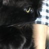 人懐っこい 黒猫長毛 7ヶ月 ♂ サムネイル3