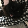 人懐っこい 黒猫長毛 7ヶ月 ♂ サムネイル4