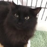 人懐っこい 黒猫長毛 7ヶ月 ♂ サムネイル5