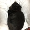 人懐っこい 黒猫長毛 7ヶ月 ♂ サムネイル6