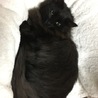 人懐っこい 黒猫長毛 7ヶ月 ♂ サムネイル7