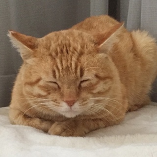 盲目ですが…ライトくん。