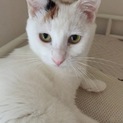 白ミケ＊ミーちゃん