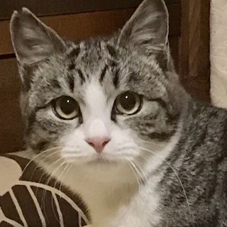 ゴロゴロべったりサバ白「ゲンくん」