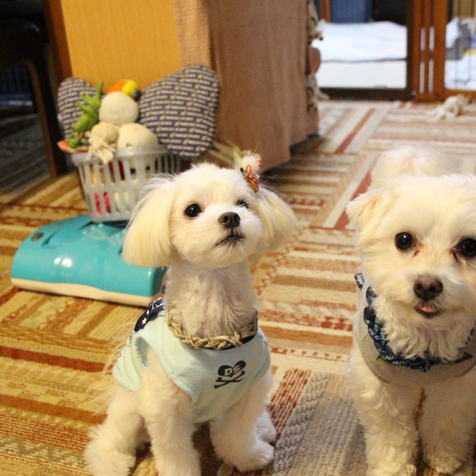 未来のカバー写真