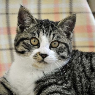 丸顔キジ白☆彡ジェイくん