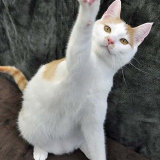 ゴロゴロ王子★エリック君