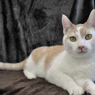 チョビヒゲボーイ★トリトン君