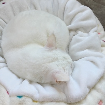 白いベッドに白い猫