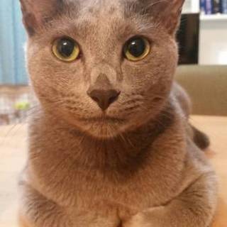 リベちゃん ひとなつっこい♂